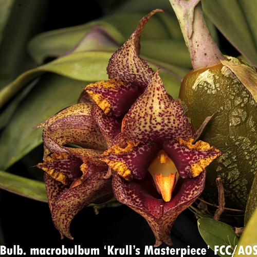 Bulbophyllum macrobulbum x cruentum