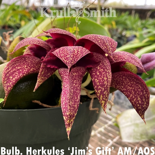 Bulbophyllum Herkules x Bulbophyllum beccarii