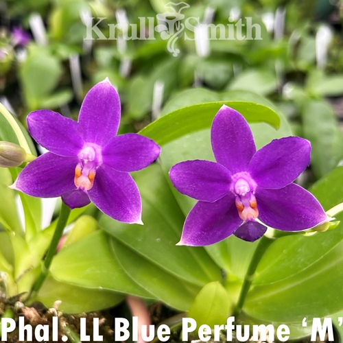 Phalaenopsis LL Blue Perfume 'M'