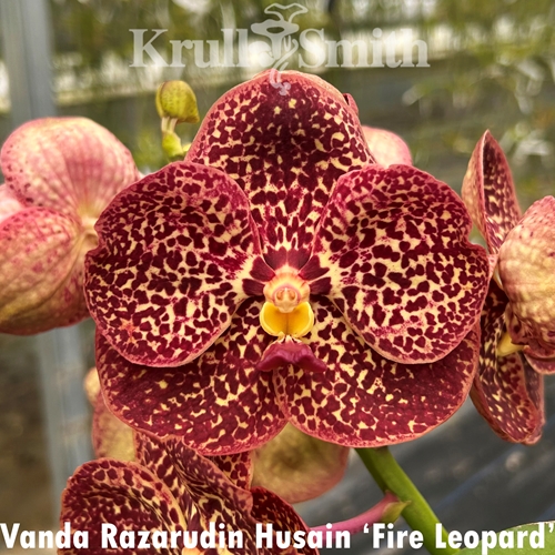 Vanda Razarudin Husain 'Fire Leopard'
