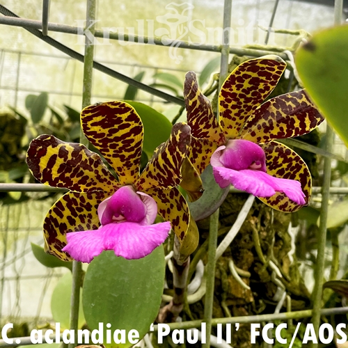 Cattleya aclandiae 4n (2021)