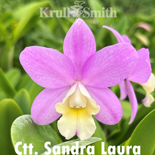 Ctt. Sandra Laura