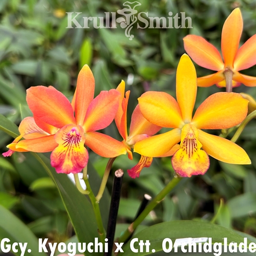 Gcy. Kyoguchi x Ctt. Orchidglade