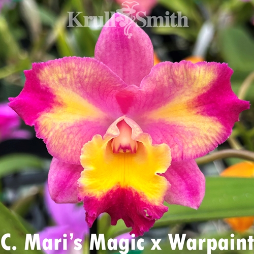 Cattleya Mari's Magic x Warpaint
