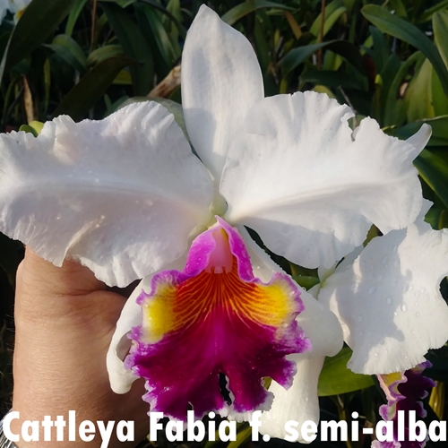 Cattleya Fabia f. semi-alba