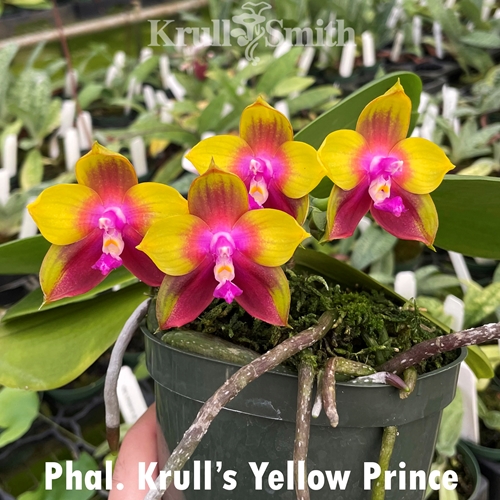 Phal. Krull's Yellow Prince