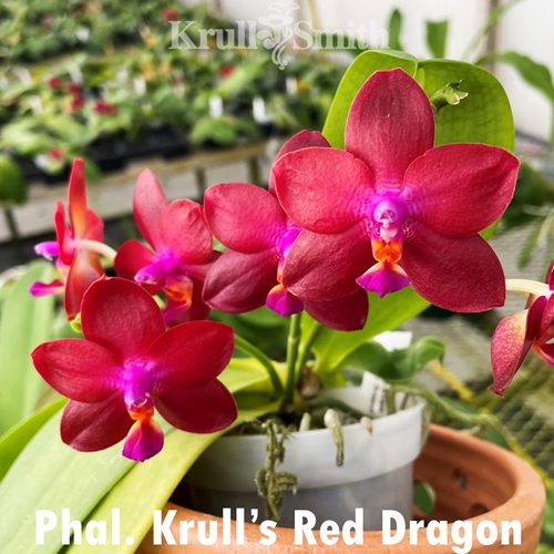 Phal. Krull's Red Dragon