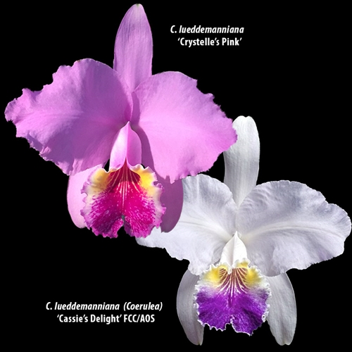 Cattleya lueddemanniana 'Crystelle's Pink' x Cassie's Delight' FCC/AOS