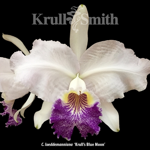 Cattleya lueddemanniana 'Krull's Blue Moon' x ' Cassie's Delight' FCC/AOS Hybrid