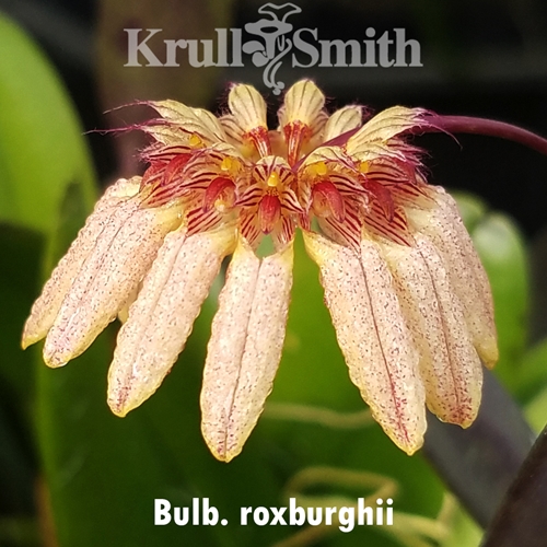Bulbophyllum roxburghii