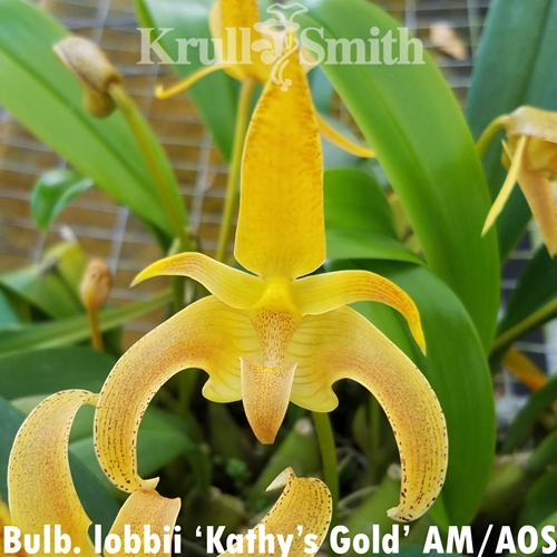 Bulbophyllum lobbii 'Kathy's Gold' AM/AOS