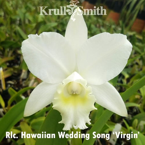 Cattleya Hawaiian Wedding Song 'Virgin'