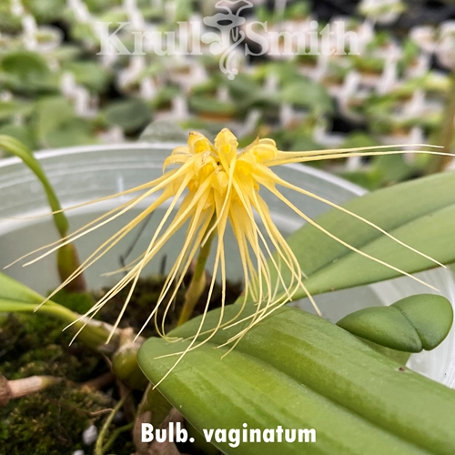 Bulb. vaginatum
