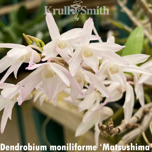 Dendrobium moniliforme (Matsushima)