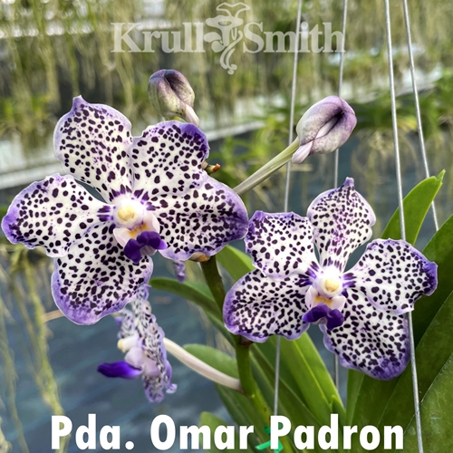 Pda. Omar Padron 'Galaxy' AM/AOS