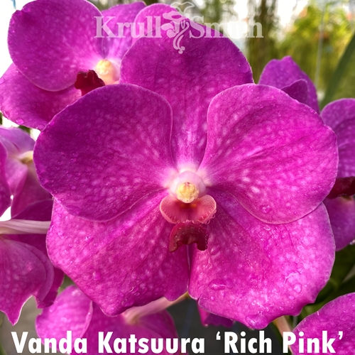 Vanda Katsuura 'Rich Pink'