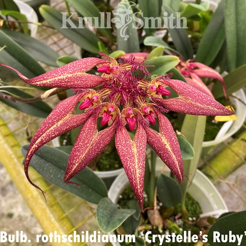 Bulbophyllum rothschildianum 'Crystelle's Ruby'