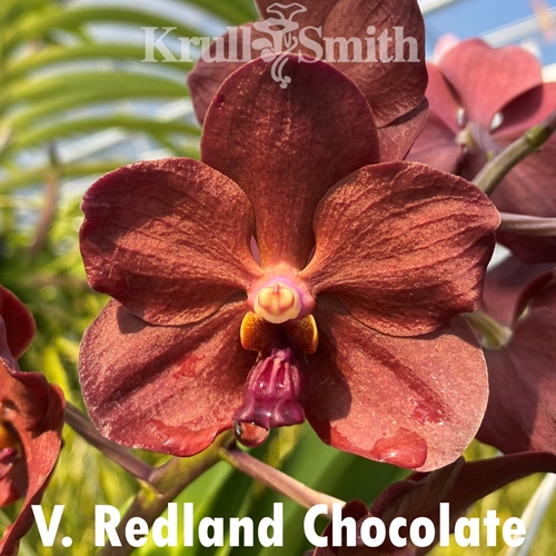Vanda Redland Chocolate 'Dark Chocolate'