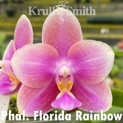 Phal. Florida Rainbow