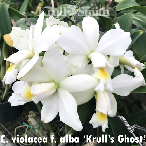 Cattleya violacea f. alba 'Krull's Ghost'