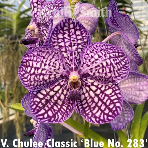 Vanda Chulee 'Blue Classic No. 283'