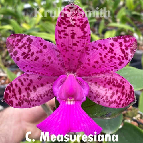 Cattleya Measuresiana