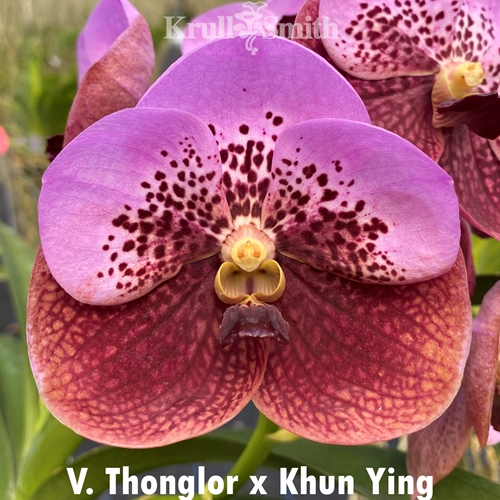 Vanda Thonglor x Khun Ying