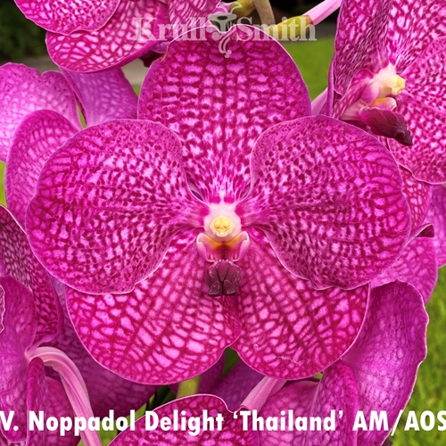 Vanda Noppadol Delight 'Thailand' AM/AOS