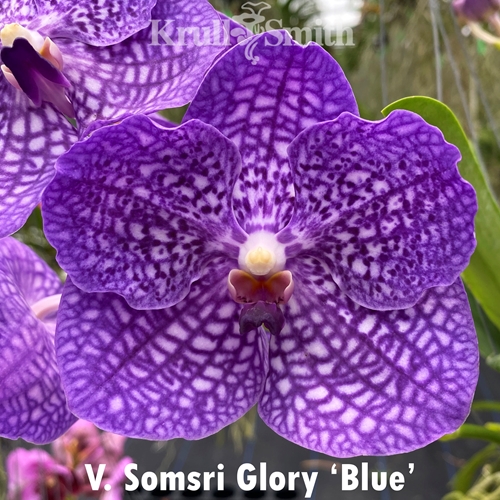 Vanda Somsri Glory 'Blue'