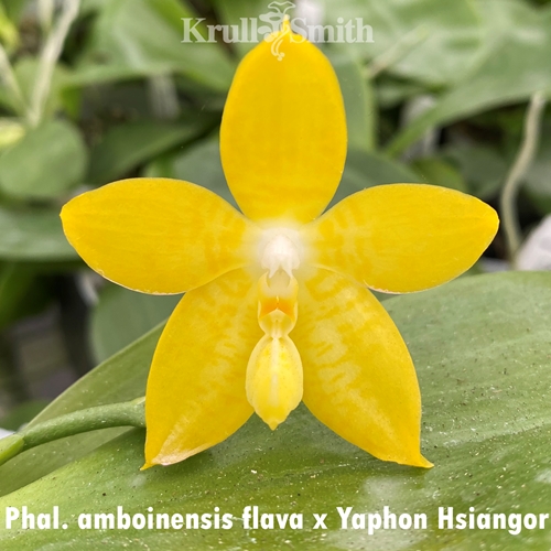 Phal. amboinensis flava x Yaphon Hsiangor