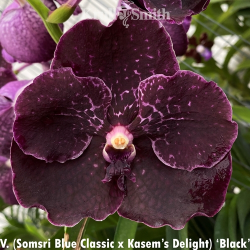 Vanda (Somsri Blue Classic x Kasem's Delight) 'Black'