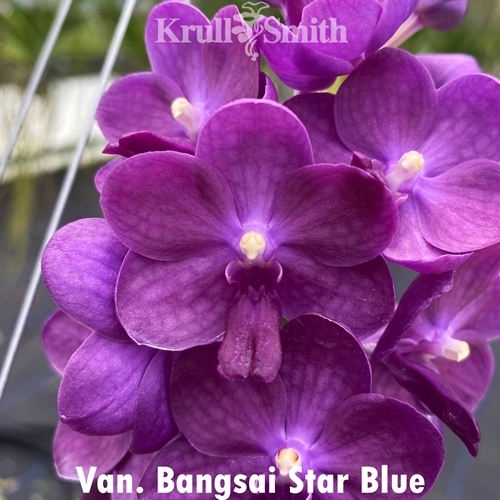 Van. Bangsai Star Blue