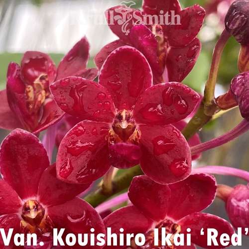 Van. Kouishiro Ikai 'Red'