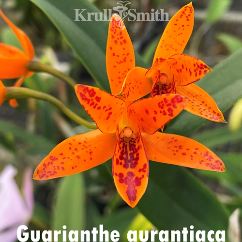 Guarianthe (Cattleya) aurantiaca f. punctata