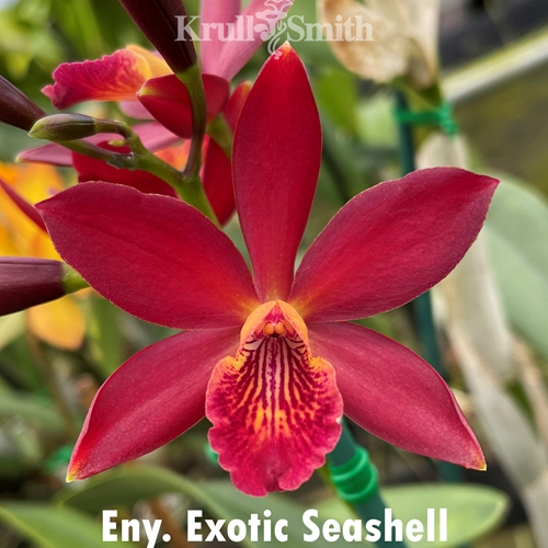 Eny. Exotic SeaShell