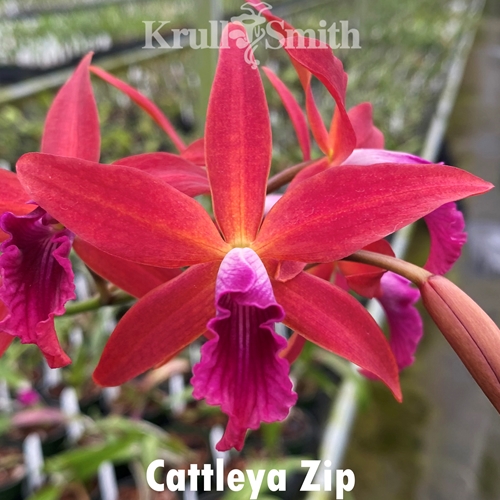 Cattleya Zip