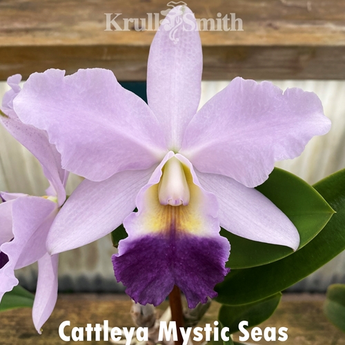 Cattleya Mystic Seas