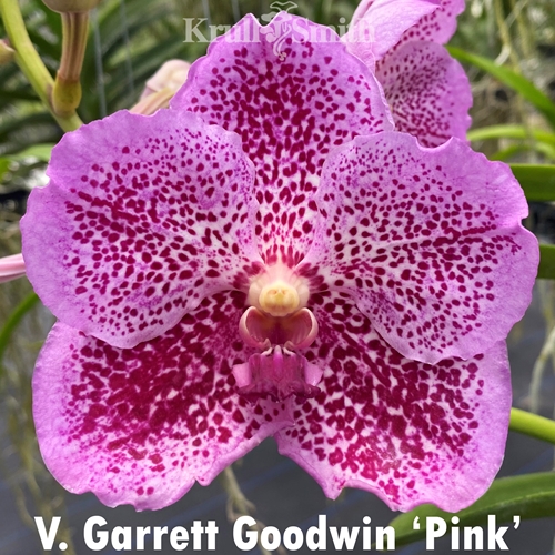 Vanda Garrett Goodwin 'Pink'