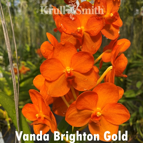 Vanda Brighton's Gold