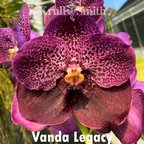 Vanda Legacy