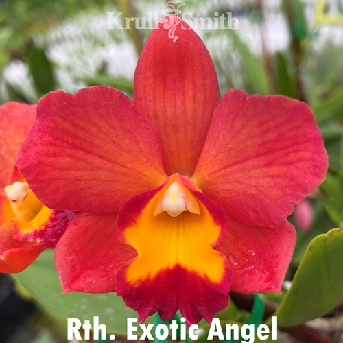 Rth. Exotic Angel