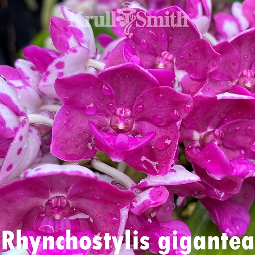 Rhynchostylis gigantea Fuchsia