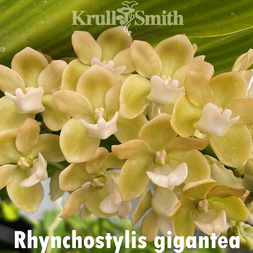 Rhynchostylis gigantea Cream/Yellow