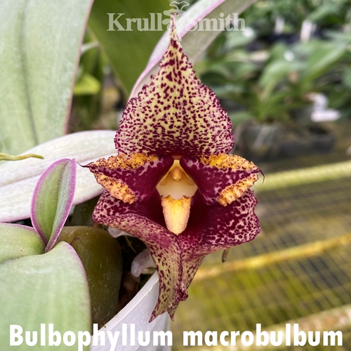 Bulbophyllum macrobulbum 'Magnifico' AM/AOS x self Flowering Size