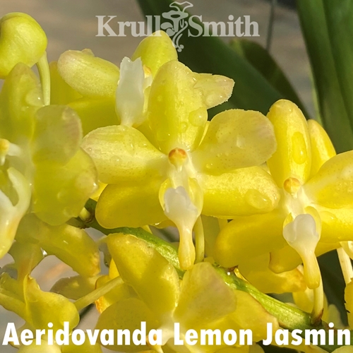 Aeridovanda Lemon Jasmin