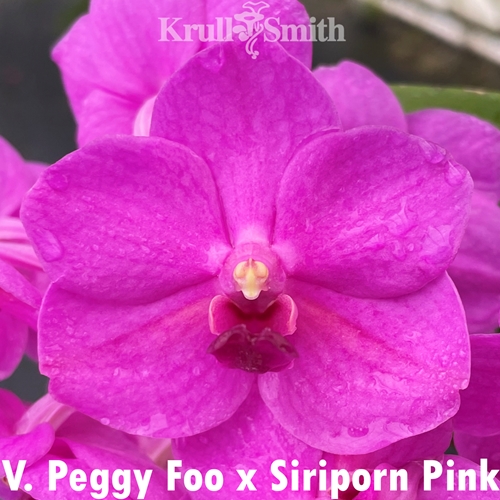 Vanda Peggy Foo x Siriporn Pink