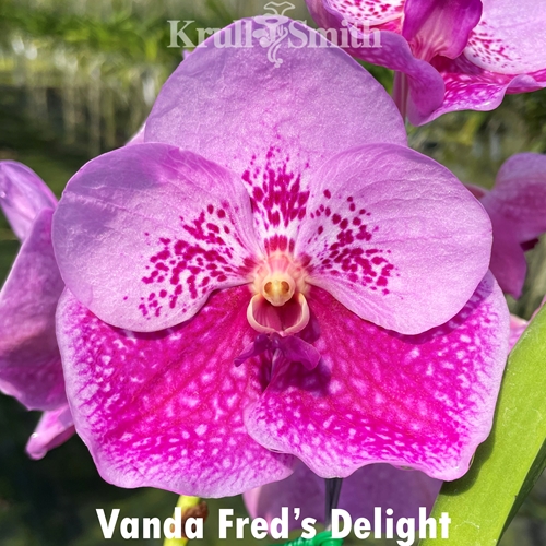 Vanda Fred's Delight
