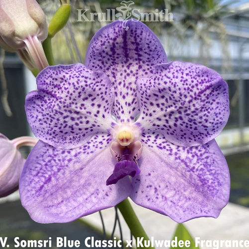 Vanda Somsri Blue Classic x Kulwadee Fragrance