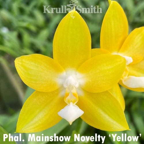 Phal. Mainshow Novelty 'Yellow'