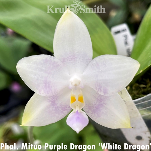 Phal. Mituo Purple Dragon 'White Dragon'